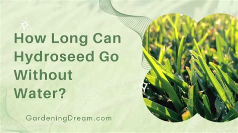 how long can hydroseed go without water